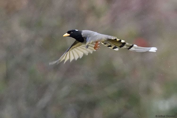 Yellow-billed blue magpie Yellowbilled Blue Magpie Urocissa flavirostris