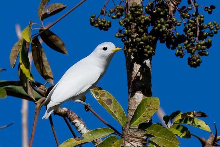 Yellow-billed cotinga Birdwatching Tours Panama Birding Tours Yellowbilled Cotinga