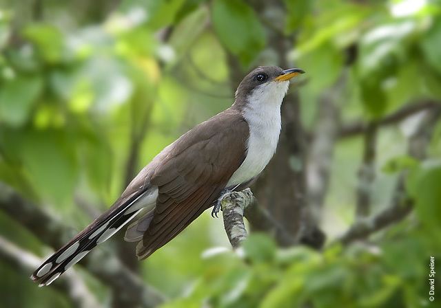 Yellow-billed cuckoo Protect the Western Yellowbilled Cuckoo from Extinction Focusing