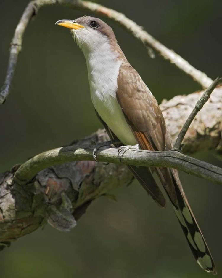 Yellow-billed cuckoo Yellowbilled Cuckoo Audubon Field Guide