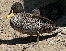 Yellow-billed duck httpsuploadwikimediaorgwikipediacommonsthu