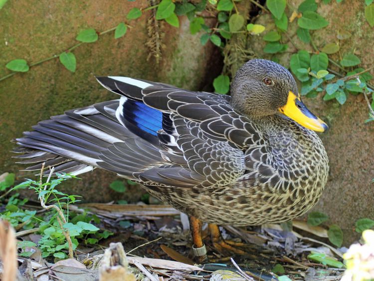 Yellow-billed duck FileYellowbilled Duck RWD2jpg Wikimedia Commons