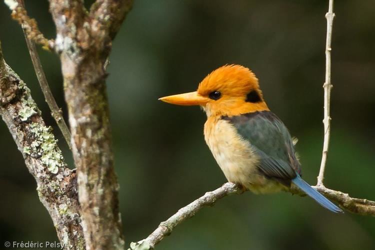 Yellow billed kingfisher - Alchetron, the free social encyclopedia