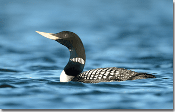 Yellow-billed loon USFWS finds the Yellowbilled Loon is not warranted for listing as