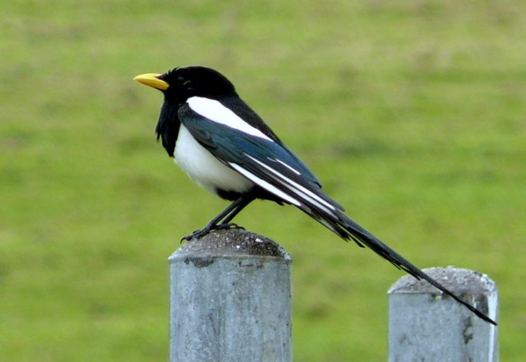Yellow-billed magpie FileYellowbilled Magpiejpg Wikimedia Commons