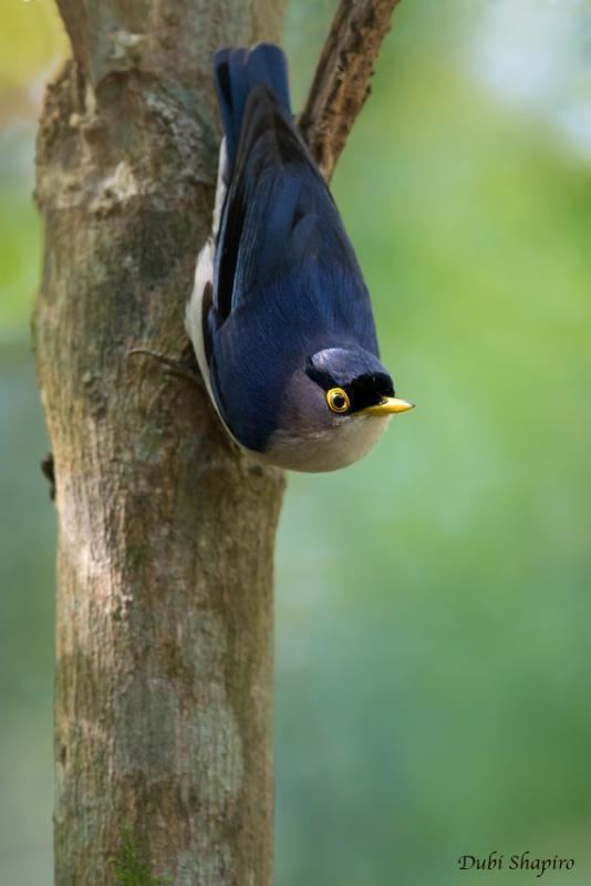Yellow-billed nuthatch Yellowbilled Nuthatch Sitta solangiae videos photos and sound