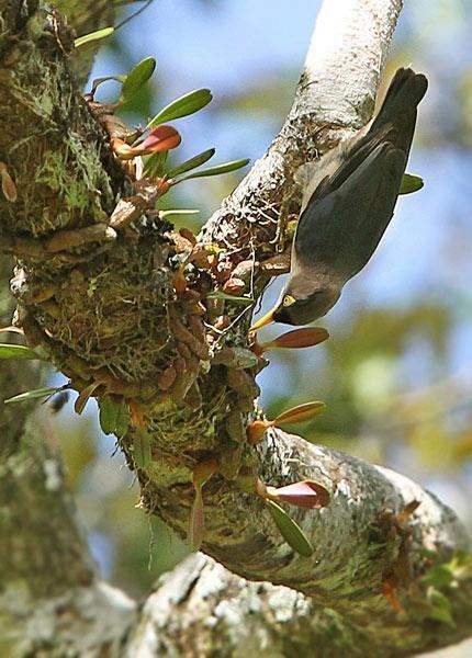 Yellow-billed nuthatch Yellowbilled Nuthatch Sitta solangiae videos photos and sound
