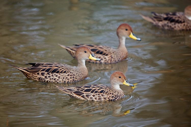Yellow-billed pintail Yellowbilled Pintail Anas georgica Nature Notes