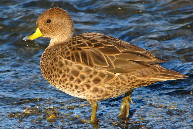 Yellow-billed pintail 17 Best images about Duck Hunt on Pinterest Lakes Pacific coast