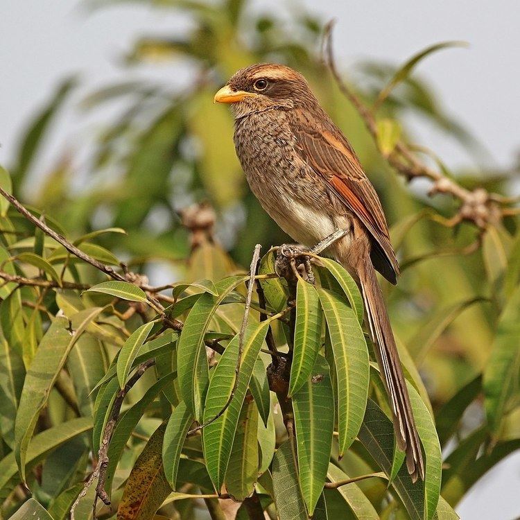 Yellow-billed shrike Yellowbilled shrike Wikipedia