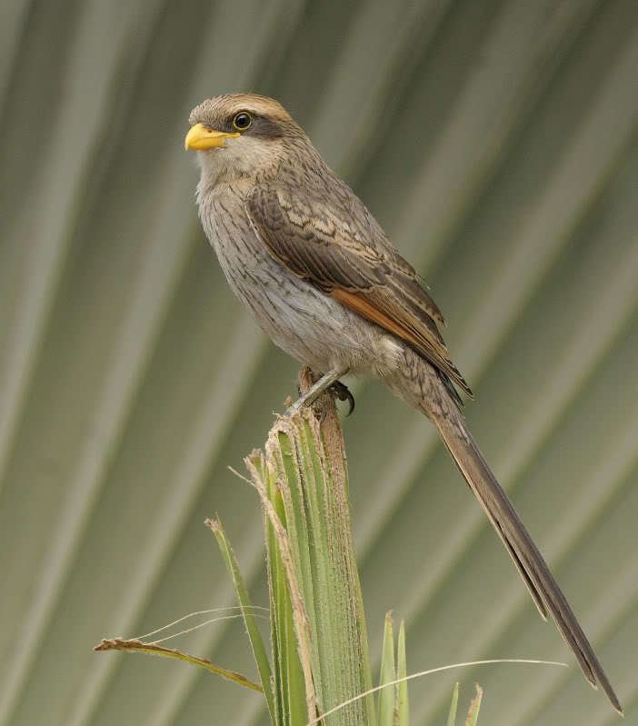 Yellow-billed shrike Yellowbilled shrike Corvinella corvina Ghana Bir Pinterest