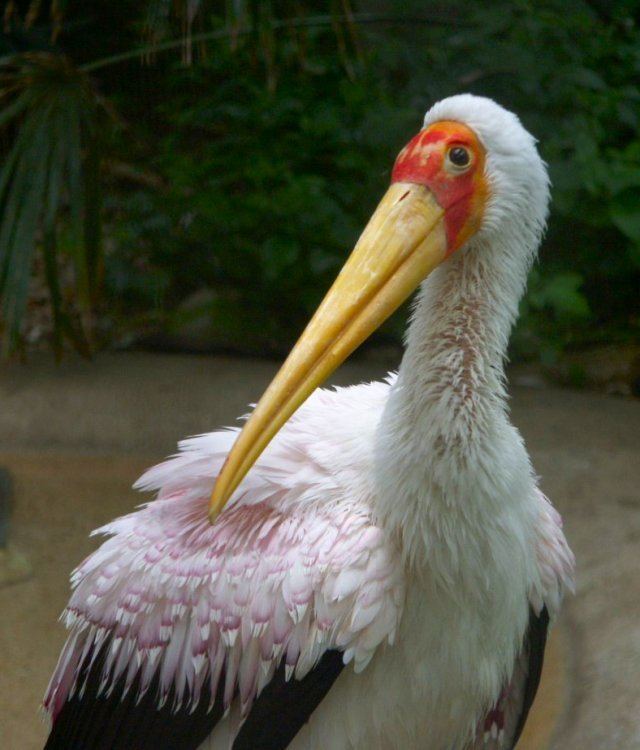 Yellow-billed stork YellowBilled Stork