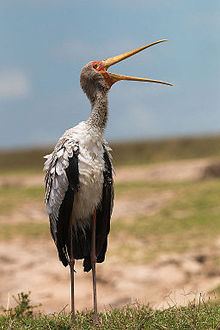 Yellow-billed stork httpsuploadwikimediaorgwikipediacommonsthu