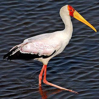 Yellow-billed stork ibis Yellowbilled stork