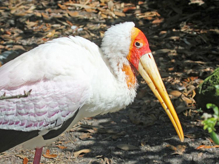 Yellow-billed stork FileYellowbilled Stork RWD4jpg Wikimedia Commons