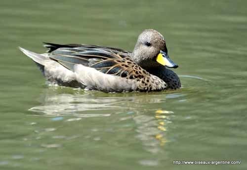 Yellow-billed teal Yellowbilled Teal