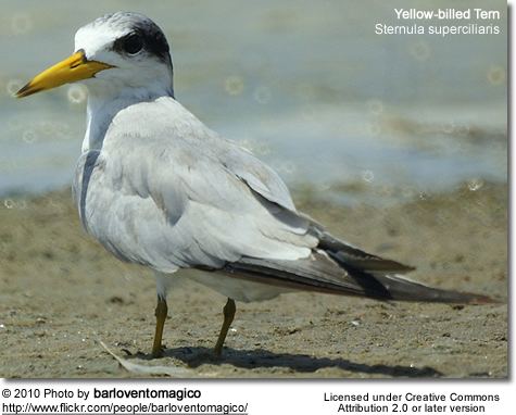 Yellow-billed tern Yellowbilled Terns Sternula superciliaris