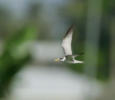 Yellow-billed tern Yellowbilled Tern BirdForum Opus