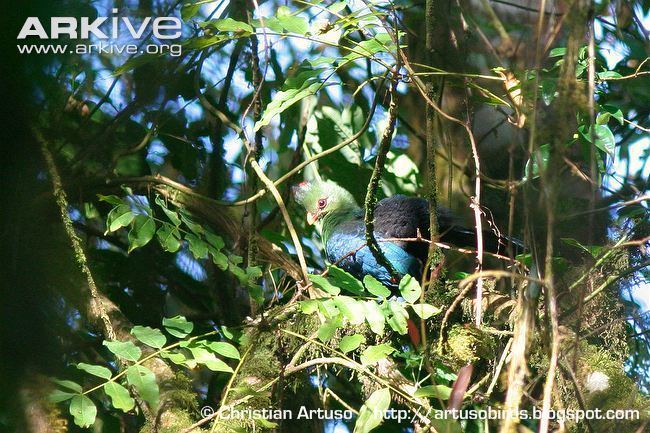 Yellow-billed turaco Yellowbilled turaco videos photos and facts Tauraco