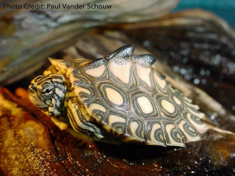 Yellow-blotched map turtle Graptemys flavimaculata Natural History Care and Photo