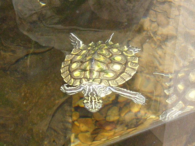 Yellow-blotched map turtle The Online Zoo Yellowblotched Map Turtle