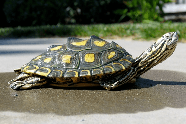 Yellow-blotched map turtle Reptile Facts A Yellowblotched Map Turtle Graptemys