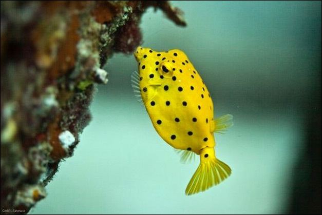 Yellow boxfish Koh Tao Diving News Reviews November 2015 The Yellow Boxfish