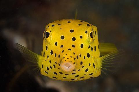 Yellow boxfish 17 Best images about Boxfish on Pinterest The philippines Smooth