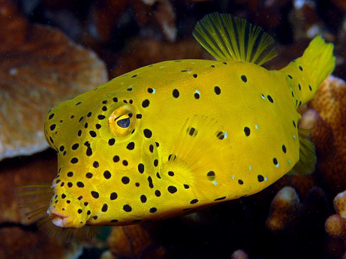 Yellow boxfish Yellow boxfish Fishes Pinterest A well Colors and Ocean