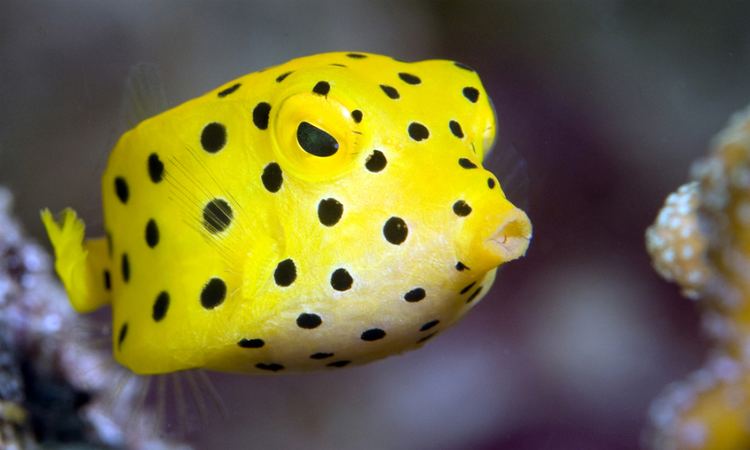 Yellow boxfish Yellow boxfish