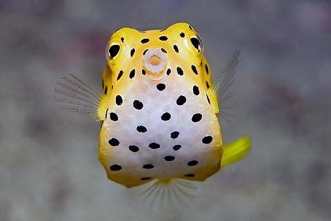 Yellow boxfish Yellow Boxfish aww