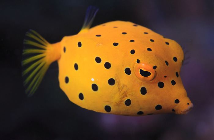 Yellow boxfish Buy Yellow Boxfish Online at Aquarium Warehouse