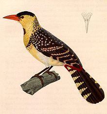 Yellow-breasted barbet httpsuploadwikimediaorgwikipediacommonsthu