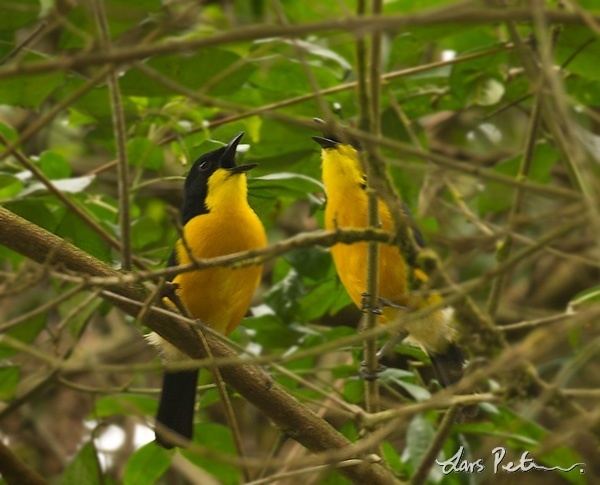 Yellow-breasted boubou Yellowbreasted Boubou Cameroon Bird images from foreign trips