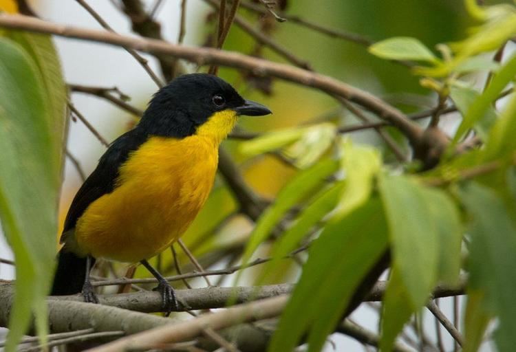 Yellow-breasted boubou Yellowbreasted Boubou Laniarius atroflavus Yellowbreasted Boubou