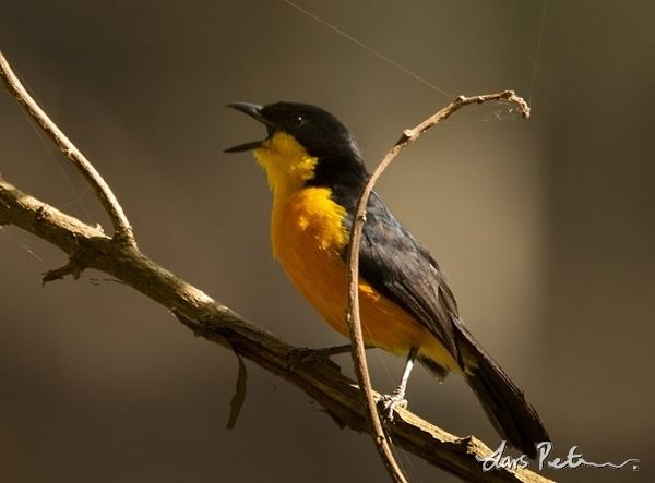 Yellow-breasted boubou Yellowbreasted Boubou Cameroon Bird images from foreign trips