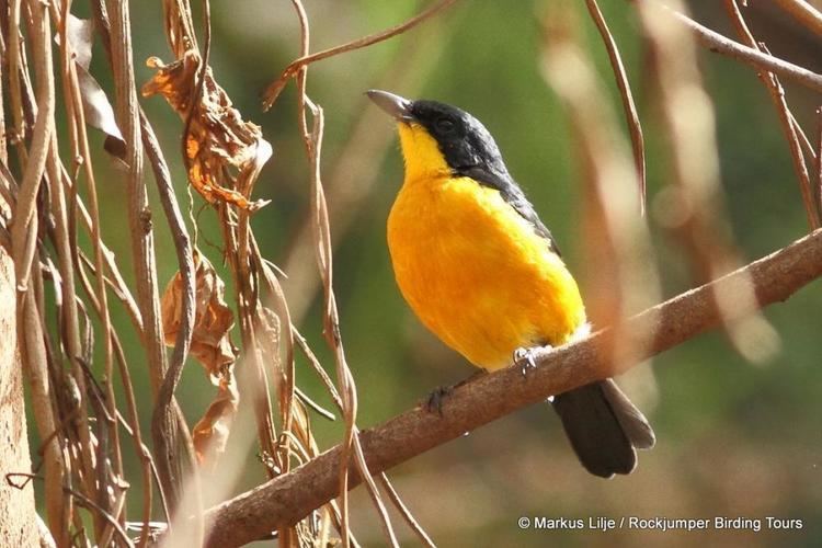 Yellow-breasted boubou Yellowbreasted Boubou Laniarius atroflavus videos photos and