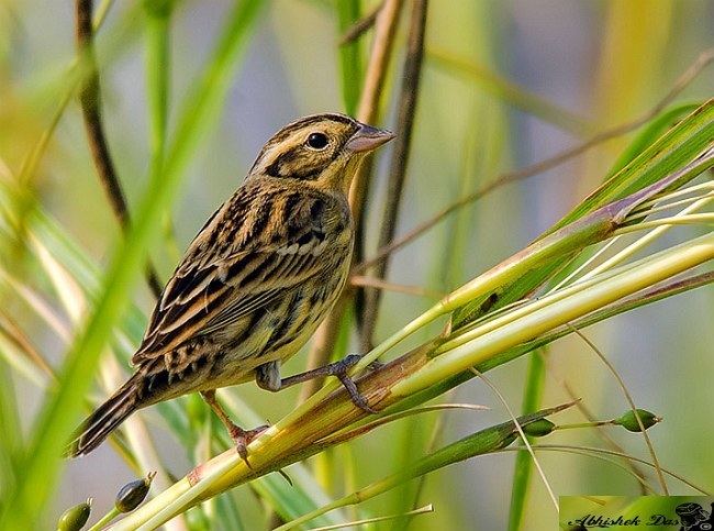 Yellow breasted bunting - Alchetron, the free social encyclopedia