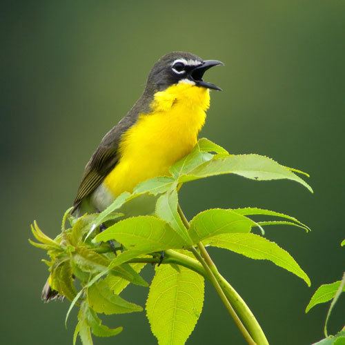 Yellow-breasted chat Yellowbreasted Chat Photos Smithsonian Migratory Bird Center