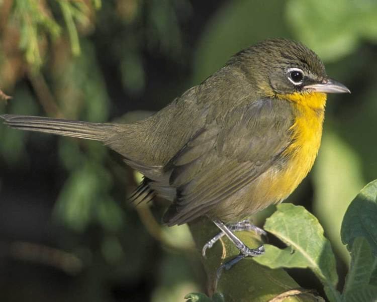 Yellow-breasted chat Yellowbreasted Chat Audubon Field Guide