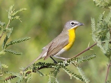 Yellow-breasted chat JungleWalk Links to thousands of animal multimedia sites