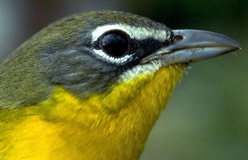 Yellow-breasted chat Yellowbreasted Chat Photos Smithsonian Migratory Bird Center