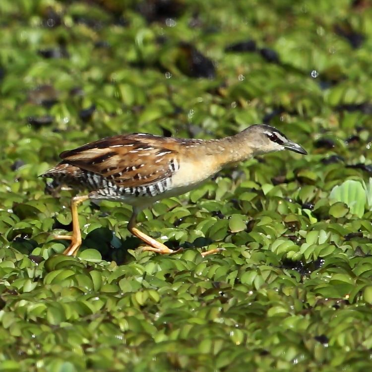 Yellow-breasted crake httpsuploadwikimediaorgwikipediacommons33