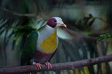 Yellow-breasted fruit dove httpsuploadwikimediaorgwikipediacommonsthu