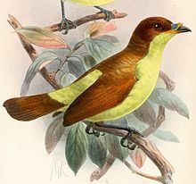 Yellow-breasted satinbird httpsuploadwikimediaorgwikipediacommonsthu