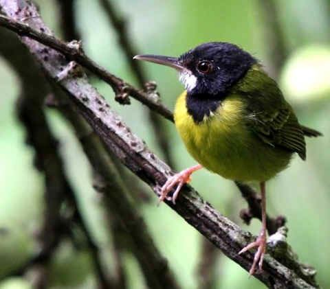 Yellow-breasted tailorbird httpssmediacacheak0pinimgcomoriginals46