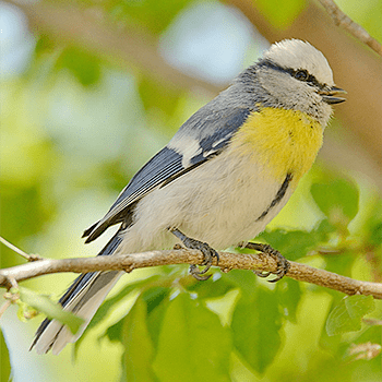 Yellow-breasted tit Birdfinders Birdwatching Holidays Uzbekistan
