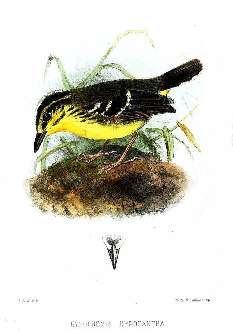 Yellow-browed antbird
