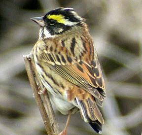 Yellow-browed bunting Mangoverde World Bird Guide Photo Page Yellowbrowed Bunting