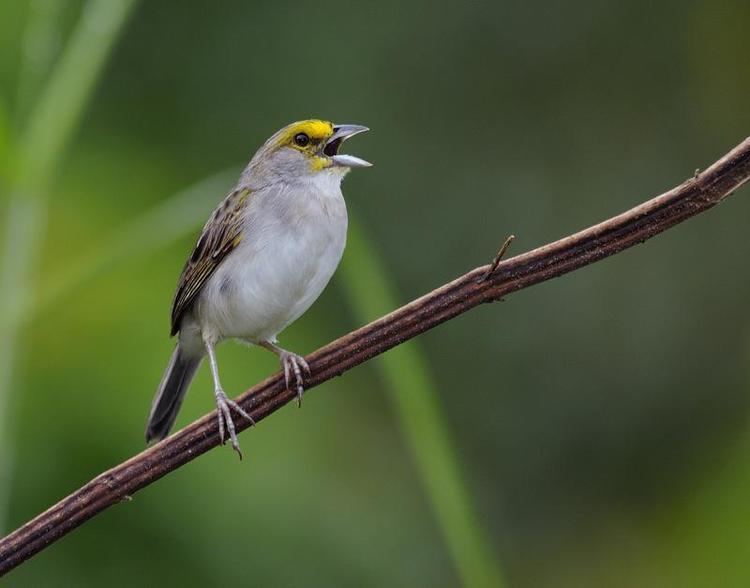 Yellow-browed sparrow Yellowbrowed Sparrow Ammodramus aurifrons An adult bird singing